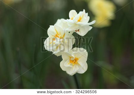 Centered White Flower In A Minimalist Garden