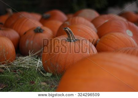 Group Of Pumpkins In A Pumpkin Patch Field Centered