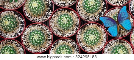 Bright Blue Morpho Butterfly On A Natural Background. Cacti Pattern. Cactus Texture Background. Natu