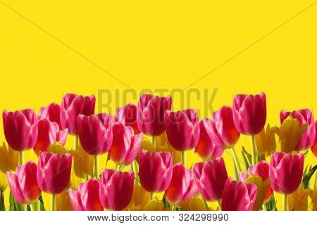 A Lot Of Bright Pink Tulips On A Yellow Background.