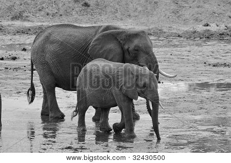 Elefant