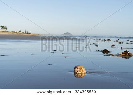 Large Seashell And Washed Up Kelp On Sand With Beach And Sea Background At Papamoa Tauranga, New Zea
