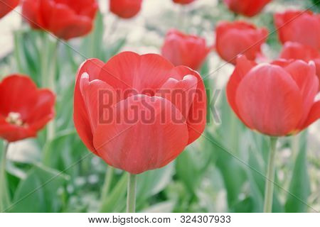 Red Tulips On A Green Background In The Garden.