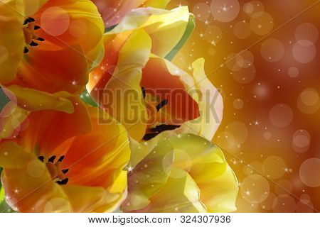 Bouquet Of Orange Tulips On A Green Background.