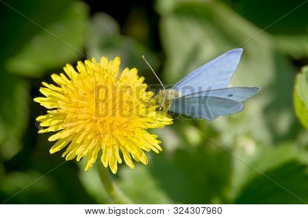Blue Butterfly On A Yellow Dandelion On A Green Background.