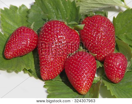 Red Ripe Strawberry Berries On Green Leaves.