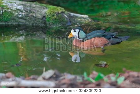 African Pygmy Goose, The Smallest Of African Wildfowl