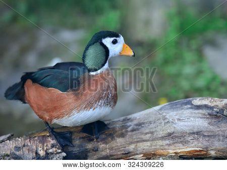 African Pygmy Goose, The Smallest Of African Wildfowl
