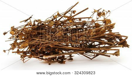 Closeup Of Ayurvedic Medicinal Chirata Over White Background