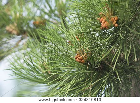 Pine Cone In Lush Green Tree Outdoor