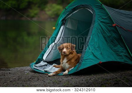 Dog In A Tent At The Rain. Nova Scotia Duck Tolling Retriever In The Camp. Pet Travel, Toller