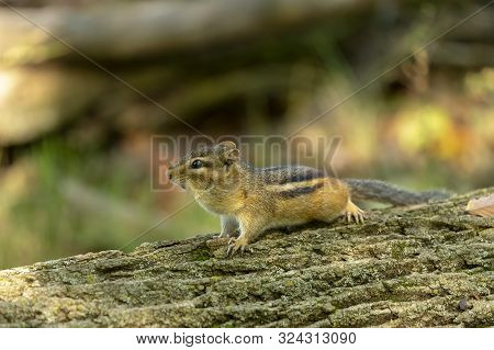 The Astern Chipmunk (tamias Striatus)  On Old Tree Trunkin The Forest