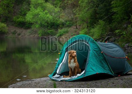 Dog In A Tent At The Rain. Nova Scotia Duck Tolling Retriever In The Camp. Pet Travel, Toller