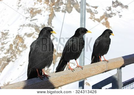 Three alpine choughs sitting on a wooden stick