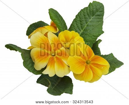 Yellow Violets With Green Leaves Isolated On White Background.