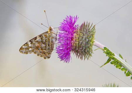 A Butterfly On A Bright Purple Thistle Flower.