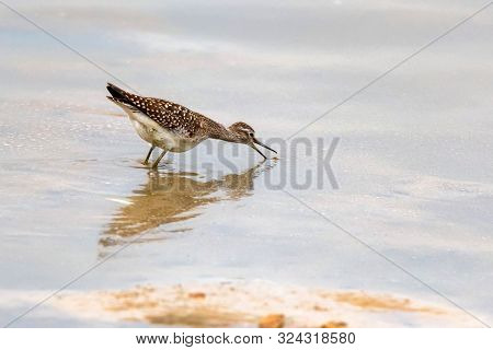 Wood Sandpiper Or Tringa Glareola Walks On Lake