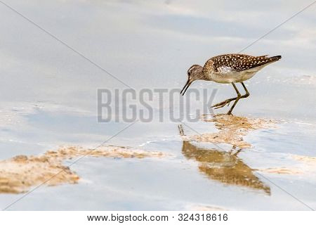Wood Sandpiper Or Tringa Glareola Walks On Lake