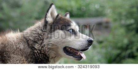 Arctic Malamute With Blue Eyes Muzzle Portrait Close Up. This Is A Fairly Large Dog Native Type