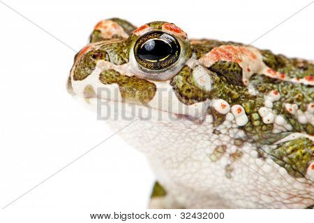 Bufo viridis. Grønne tudse på hvid baggrund.