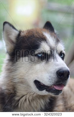 Arctic Malamute With Blue Eyes Muzzle Portrait Close Up. This Is A Fairly Large Dog Native Type