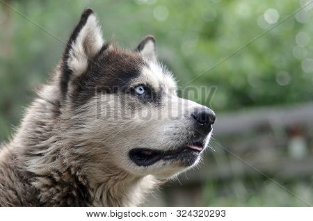 Arctic Malamute With Blue Eyes Muzzle Portrait Close Up. This Is A Fairly Large Dog Native Type