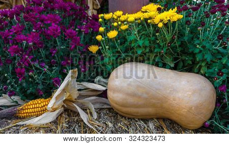 Autumn Decorations With Pumpkins And A Rustic Background
