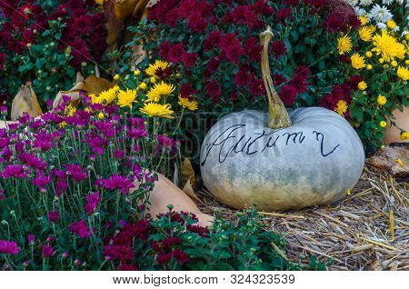 Autumn Decorations With Pumpkins And A Rustic Background