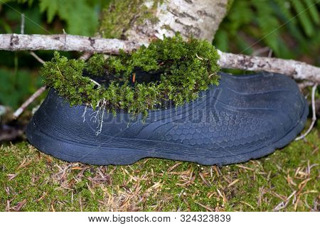 Old Rubber Galosh Covered With Green Moss