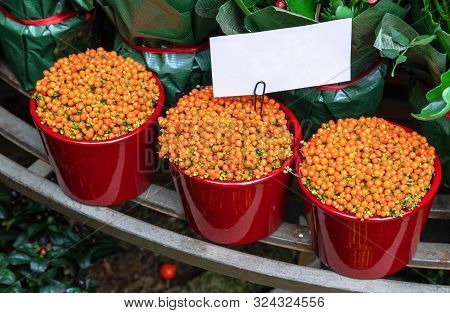 Decorative Flowerpot With Coral Moss, Nertera Granadensis. Plants In Bright Red Pots. A White Sticke