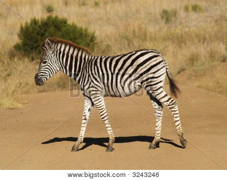 Zebra