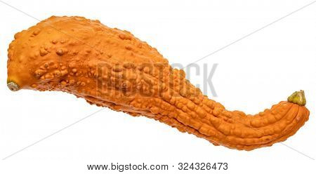 small ornamental gourd isolated on white, fall harvest or hoilday decoration concept