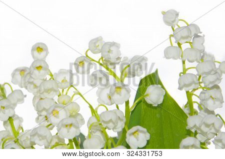 White Lily Of The Valley. Gentle Spring Flowers.