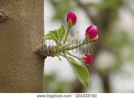Pink Buds Of Apple Tree Flowers On A Tree Trunk.