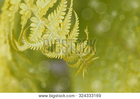 Fern Leaf On A Green Background. Natural Background.
