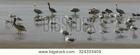 Pelicans And Sea Gulls Hunkering Down At The Beach