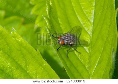 Black Fly On A Green Leaf. A Closeup Photo Taken On A Flesh Fly Sarcophagidae.