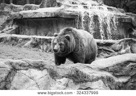 Save An Animal Today. Wild Animal Of The Bear Family In Natural Environment. Wild Bear Species. Brow