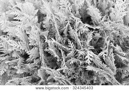 Green Wall Of Cupressus Tree As Background Texture. Natural Wallpaper Concept. Closeup Of Cupressus 
