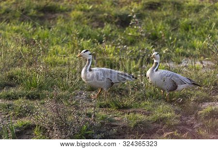 Bar-headed Geese, Anser Indicus Nearby Chambal River In Rajasthan, India