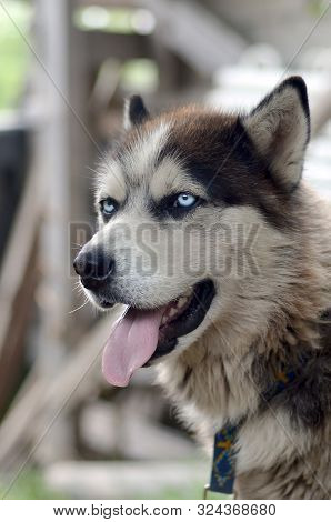 Arctic Malamute With Blue Eyes Muzzle Portrait Close Up. This Is A Fairly Large Dog Native Type
