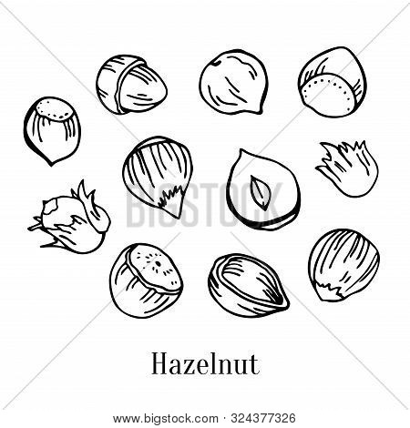 Set Of Different Hazelnuts. Hand Drawn Outline Vector Sketch Illustration. Black On White Background