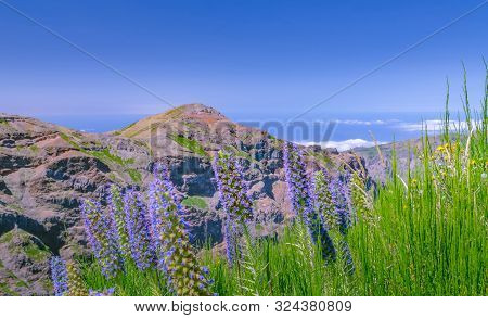 Close-up Of Meadow High Up At Madeira Mountains. Flowering Echium Fastuosum And Green Grass At Foreg