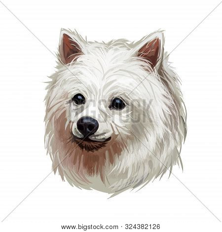 Volpino Italiano Dog Spitz Type Breed Portrait Isolated On White. Digital Art Illustration, Animal W
