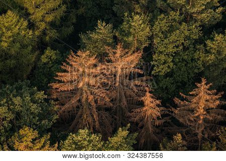 Spruce Forest Affected By Bark Beetle On Aerial View
