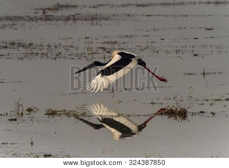 Black-necked Stork In Flight, Ephippiorhynchus Asiaticus At Bharatpur In Rajasthan, India