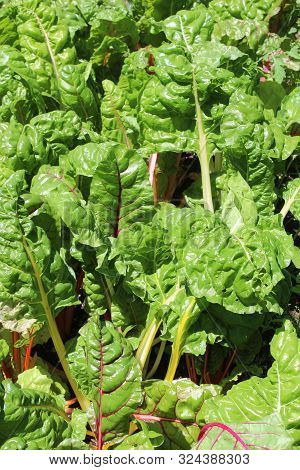 Bed Of Bright Green Lettuce In Vegetable Garden, Ready To Pick And Use In Dinnertime Salad.