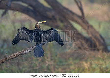 Darter Or Snakebirds In The Family Anhingidae At Bharatpur, Rajasthan, India