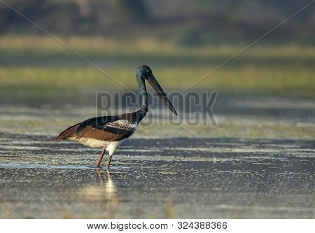 Black Necked Stork, Ephippiorhynchus Asiaticus At Bharatpur In Rajasthan, India.