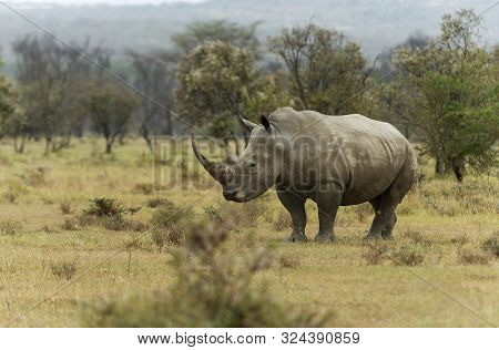Endengered White Rhino, Ceratotherium Simum At Nakuru In Kenya, Africa